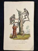 Dictionnaire classique des sciences naturelles, présentant la définition, l'analyse et l'histoire de tous les êtres qui composent les trois règnes, leur application générale aux arts, à l'agriculture, à la médecine, à l'économie domestique, etc.; résumant tous les faits présentés par les dictionnaires d'histoire naturelle; augmenté des nombreuses découvertes acquises depuis la publication de ces ouvrages. par DRAPIEZ Pierre-Auguste: - Image 7