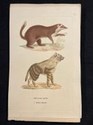 Dictionnaire classique des sciences naturelles, présentant la définition, l'analyse et l'histoire de tous les êtres qui composent les trois règnes, leur application générale aux arts, à l'agriculture, à la médecine, à l'économie domestique, etc.; résumant tous les faits présentés par les dictionnaires d'histoire naturelle; augmenté des nombreuses découvertes acquises depuis la publication de ces ouvrages. par DRAPIEZ Pierre-Auguste: - Image 8