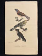 Dictionnaire classique des sciences naturelles, présentant la définition, l'analyse et l'histoire de tous les êtres qui composent les trois règnes, leur application générale aux arts, à l'agriculture, à la médecine, à l'économie domestique, etc.; résumant tous les faits présentés par les dictionnaires d'histoire naturelle; augmenté des nombreuses découvertes acquises depuis la publication de ces ouvrages. par DRAPIEZ Pierre-Auguste: - Image 9