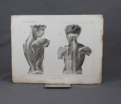 Traité d’anatomie descriptive, rédigé d’après l’ordre adopté à la faculté de médecine de Paris. Myologie.. CLOQUET Hippolyte: