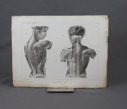 Traité d’anatomie descriptive, rédigé d’après l’ordre adopté à la faculté de médecine de Paris. Myologie.. CLOQUET Hippolyte: