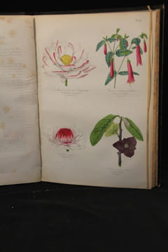 Botanique. Organographie et taxonomie. Histoire naturelle des familles végétales et des principales espèces suivant la classification de M. Adrien de ...