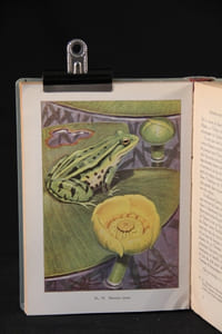 Fleurs des eaux et des marais.