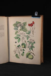 Botanischer Bilder-Atlas nach De Candolle’s Natürlichem Pflanzensystem.