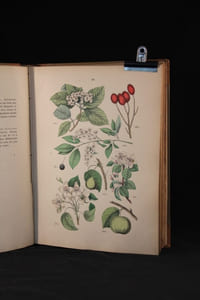Botanischer Bilder-Atlas nach De Candolle’s Natürlichem Pflanzensystem.