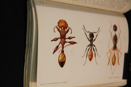 Le monde social des fourmis du globe comparé à celui de l’homme.