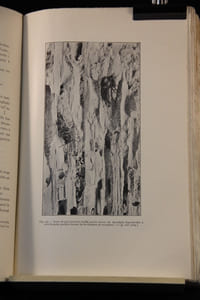 Traité d’entomologie forestière à l’usage des sylviculteurs, des reboiseurs, des propriétaires de bois et des biologistes.