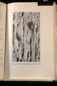 Traité d’entomologie forestière à l’usage des sylviculteurs, des reboiseurs, des propriétaires de bois et des biologistes.