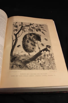 Merveilles de la nature. Les insectes. Les myriopodes, les arachnides et les crustacés.. BREHM A. E.; HERCULAIS J. Kunckel d’: