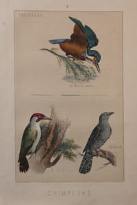 Les oiseaux. Description des principales espèces des oiseaux d’Europe.