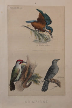 Les oiseaux. Description des principales espèces des oiseaux d’Europe.. [Anonyme]: