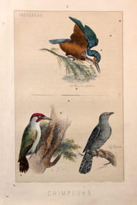 Les oiseaux. Description des principales espèces des oiseaux d’Europe.