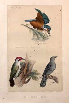 Les oiseaux. Description des principales espèces des oiseaux d’Europe.. [Anonyme]: