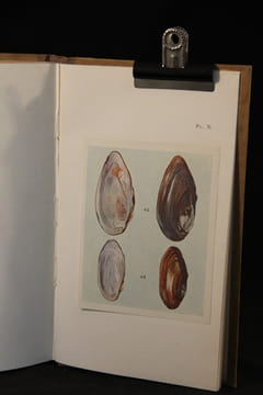 Les mollusques d’eau douce.. CHEMIN E.; JOUBIN L. (préf.):