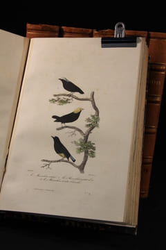 Oeuvres complètes de Buffon. Mises en ordre et précédées d’une notice historique. (... ) Suivies de la Classification comparée d’après MM. Cuvier, ...