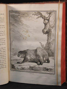 Histoire naturelle, générale et particulière, avec la description du Cabinet du Roi. Tome Treizième.