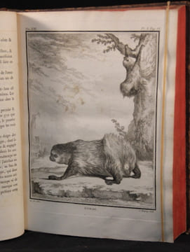 Histoire naturelle, générale et particulière, avec la description du Cabinet du Roi. Tome Treizième.. BUFFON Georges-Louis Leclerc; DAUBENTON Louis ...