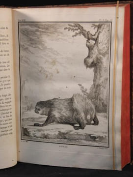 Histoire naturelle, générale et particulière, avec la description du Cabinet du Roi. Tome Treizième.. BUFFON Georges-Louis Leclerc; DAUBENTON Louis ...