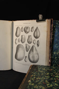 Description des fossiles du terrain crétacé des environs de Sainte-Croix.. PICTET François-Jules; CAMPICHE Gustave: