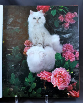 Miroir des chats.. FINI Leonor: