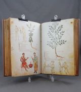 Medicina antiqua. Libri quattuor medicinae. par TALBOT Charles H. (études); UNTERKIRCHER Franz (études); DULONG Marthe (trad.): - Image 4