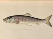 Days and nights of Salmon Fishing in the tweed; with a short account of the natural history and habits of the salmon, instructions to the sportsmen, anecdotes, etc. par SCROPE William: - Image 3