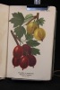 Pomologie romande illustrée. Les 50 meilleures variétés de fruits pour la grande culture avec reproduction en couleurs d'après échantillons cultivés ...