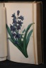 Le langage des fleurs.. DE LA TOUR Charlotte: