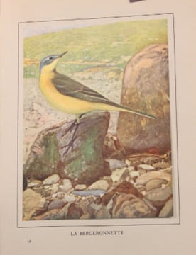 Les oiseaux dans la nature. 50 monographies d'oiseaux utiles.. RAMBERT Eugène - ROBERT L. Paul: