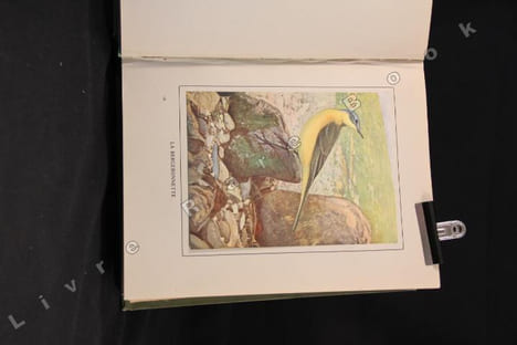 Les oiseaux dans la nature. 50 monographies d'oiseaux utiles.. RAMBERT Eugène - ROBERT L. Paul: