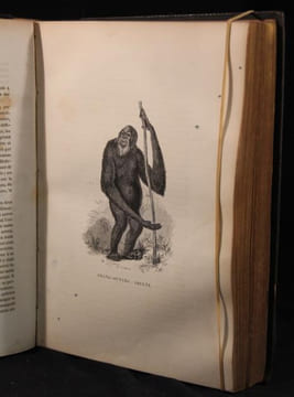 Le Buffon de la jeunesse. Zoologie - Botanique - Minéralogie. Revu, corrigé et augmenté par M. Chenu.. BUFFON Georges-Louis Leclerc comte de; ...