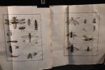 Histoire abrégée des insectes, dans laquelle ces animaux sont rangés suivant un ordre méthodique. Nouvelle édition, revue, corrigée et augmentée d'un ...