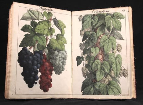 Bilder zum Anschauungs-Unterricht für die Jugend. Erster Theil. Enthaltend 30 colorirte Blätter mit Abbildungen verschiedenartiger Gegenstände.. ...
