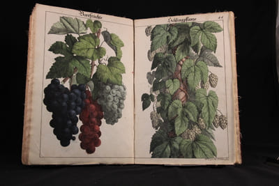 Bilder zum Anschauungs-Unterricht für die Jugend. Erster Theil. Enthaltend 30 colorirte Blätter mit Abbildungen verschiedenartiger Gegenstände.