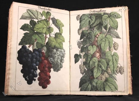 Bilder zum Anschauungs-Unterricht für die Jugend. Erster Theil. Enthaltend 30 colorirte Blätter mit Abbildungen verschiedenartiger Gegenstände.. ...