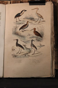 Oeuvres complètes de Buffon avec les suppléments, augmentées de la classification de G. Cuvier [suivi de] Oeuvres du comte de Lacépède contenant l'histoire naturelle des quadrupèdes ovipares, des serpents, des poissons et des cétacés.