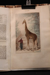 Oeuvres complètes de Buffon avec les suppléments, augmentées de la classification de G. Cuvier [suivi de] Oeuvres du comte de Lacépède contenant l'histoire naturelle des quadrupèdes ovipares, des serpents, des poissons et des cétacés.