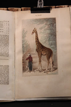 Oeuvres complètes de Buffon avec les suppléments, augmentées de la classification de G. Cuvier [suivi de] Oeuvres du comte de Lacépède contenant ...