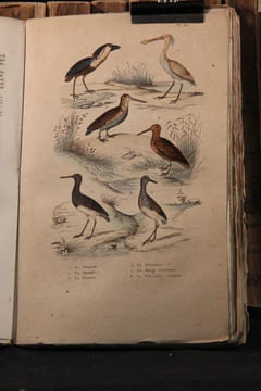 Oeuvres complètes de Buffon avec les suppléments, augmentées de la classification de G. Cuvier [suivi de] Oeuvres du comte de Lacépède contenant ...