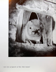 Le chat, la belette et le petit lapin. Une fable de La Fontaine vue et racontée par Jean Tourane.
