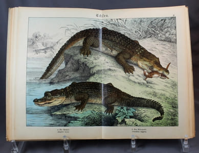 Naturgeschichte der Reptilien, Amphibien, Fische, Insekten, Krebse, Würmer, Weichtiere, Stachelhäuter, Pflanzentiere und Urtiere. Mit 479 kolorierten Abbildungen auf 30 Tafeln und erläuterndem Texte nebst 149 Textillustrationen zum Anschauungs-Unterricht für die Jugend in Schulen und Familien. Herausgegeben vom namhaften Fachgelehrten und Tierzeichnern. Mit einer Vorrede von Professor G. H. v. Schubert. Zehnte gänzlich neu bearbeitete und verbesserte Auflage.