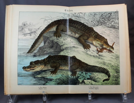 Naturgeschichte der Reptilien, Amphibien, Fische, Insekten, Krebse, Würmer, Weichtiere, Stachelhäuter, Pflanzentiere und Urtiere. Mit 479 kolorierten ...
