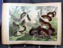 Le règne animal. 90 planches coloriées d'après nature. Trois parties : I. Les mammifères - II. Les oiseaux - III. Les amphibies, les poissons, les ...