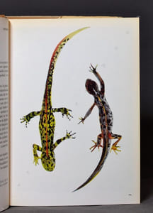 Batraciens et reptiles d'Europe.