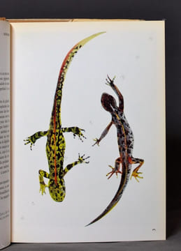 Batraciens et reptiles d'Europe.. DOTTRENS Emile; AELLEN V.: