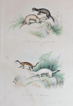 Oeuvres complètes de Buffon (avec la nomenclature linnéenne et la classification de Cuvier). Revues sur l'édition In-4° de l'Imprimerie royale et ...