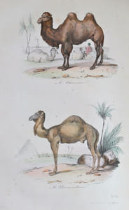 Oeuvres complètes de Buffon (avec la nomenclature linnéenne et la classification de Cuvier). Revues sur l'édition In-4° de l'Imprimerie royale et annotées par M. Flourens, secrétaire perpétuel de l'Académie des Sciences, membre de l'Académie Française, professeur au Museum d'Hisoire Naturelle, etc.
