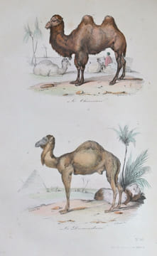 Oeuvres complètes de Buffon (avec la nomenclature linnéenne et la classification de Cuvier). Revues sur l'édition In-4° de l'Imprimerie royale et ...