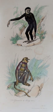 Oeuvres complètes de Buffon (avec la nomenclature linnéenne et la classification de Cuvier). Revues sur l'édition In-4° de l'Imprimerie royale et ...