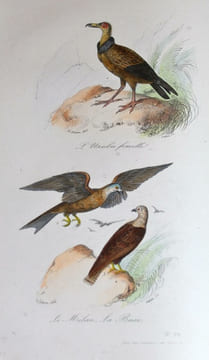 Oeuvres complètes de Buffon (avec la nomenclature linnéenne et la classification de Cuvier). Revues sur l'édition In-4° de l'Imprimerie royale et ...